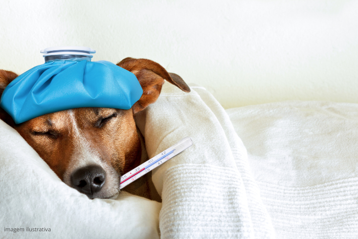 Foto de cachorro doente, com bolsa térmica e termômetro. Cachorro com Gripe Canina.