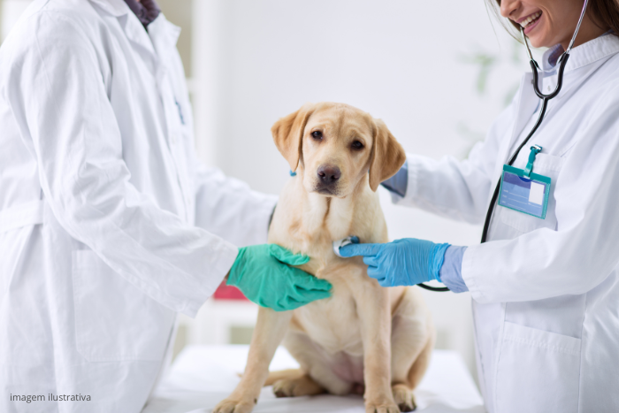Cachorrinho com Gripe Canina no veterinário.
