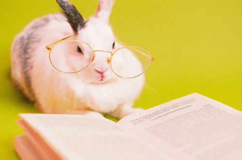 TOP10 Animais Que São Mais Inteligentes Que Muita Gente Por Aí — Prepare-se Para Questionar Tudo! Como o Reino Animal Pode Te Ensinar Lições de Vida — E Te Deixar Com Inveja da Inteligência Deles