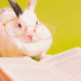 TOP10 Animais Que São Mais Inteligentes Que Muita Gente Por Aí — Prepare-se Para Questionar Tudo! Como o Reino Animal Pode Te Ensinar Lições de Vida — E Te Deixar Com Inveja da Inteligência Deles