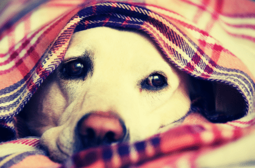 Gripe Canina: Descubra 6 Sintomas Essenciais e o Tratamento que Salvou o York Cebolinha!