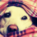 Gripe Canina: Descubra 6 Sintomas Essenciais e o Tratamento que Salvou o York Cebolinha!