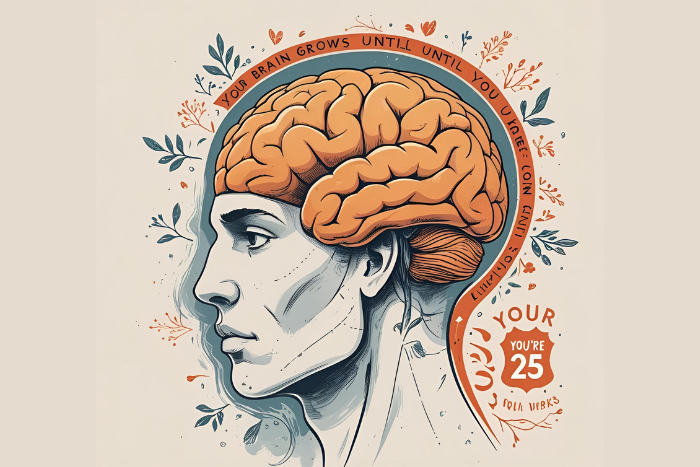7. Seu Cérebro Cresce Até os 25 Anos